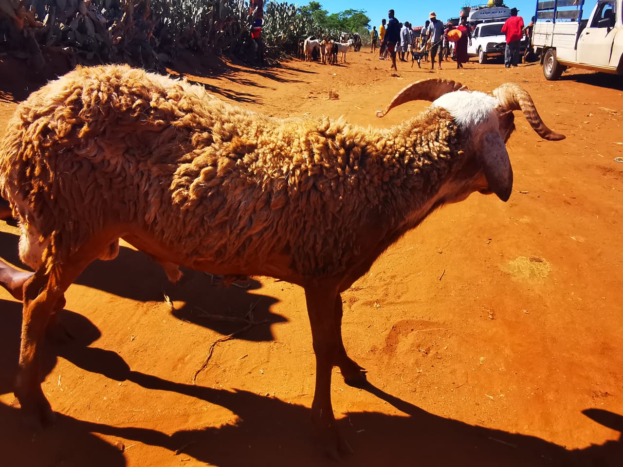 Mouton de l'Aïd