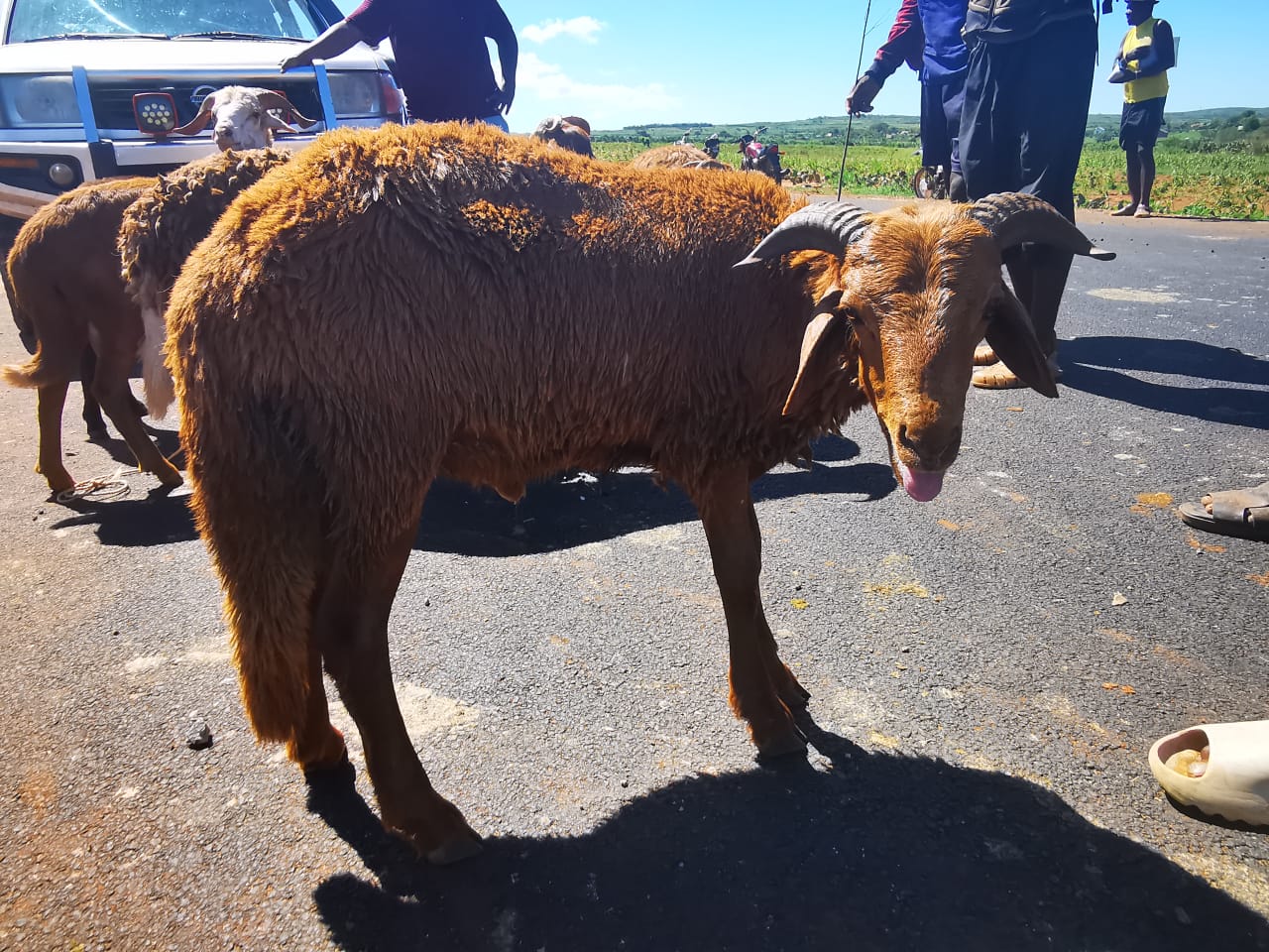 Mouton de l'Aïd
