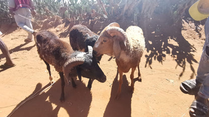 Mouton de l'Aïd