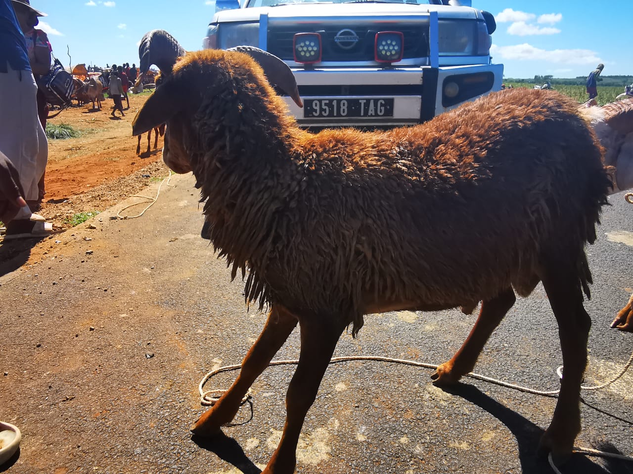 Mouton de l'Aïd