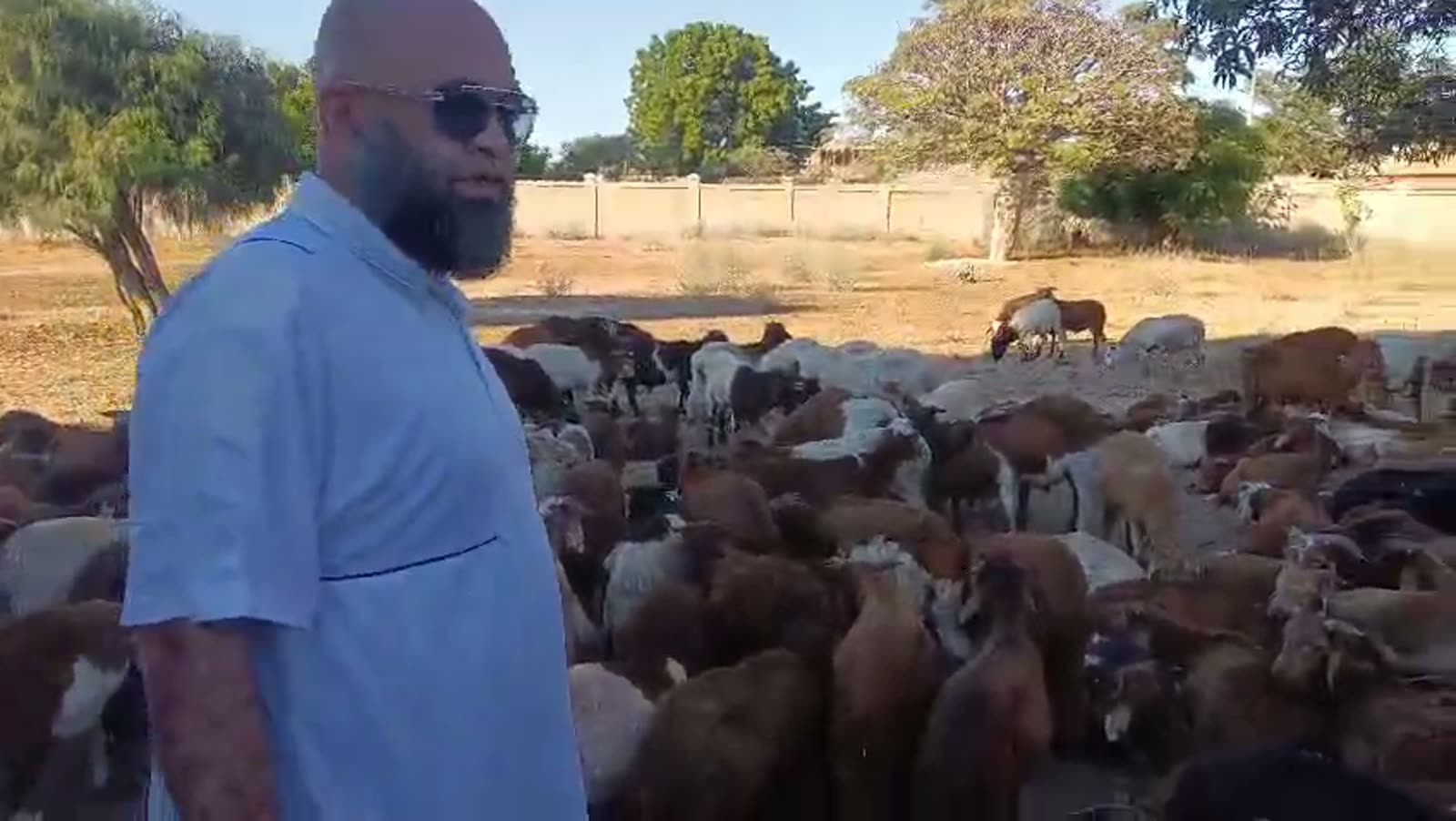 Notre collaborateur au milieu du troupeau de moutons à Madagascar